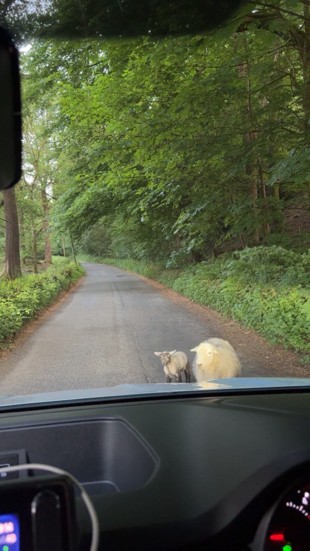 Sheep on a country lane viewed from the driver's seat